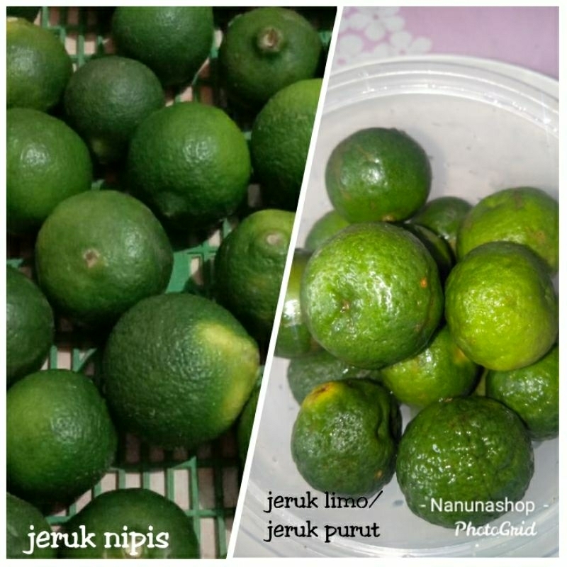 

Jeruk nipis dan jeruk limau/jeruk purut