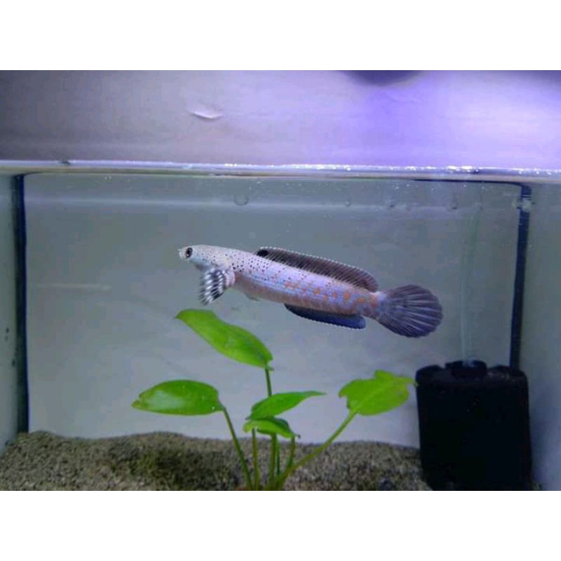 Channa blue pulcra singgle tank progresan flaring tangan flaring kaca full dot full yellow spot 10-1