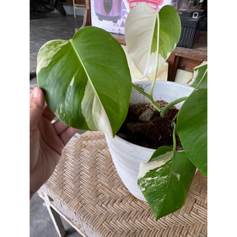 Monstera white tiger variegata monsvar sudah tunas monvar varigata marble albo