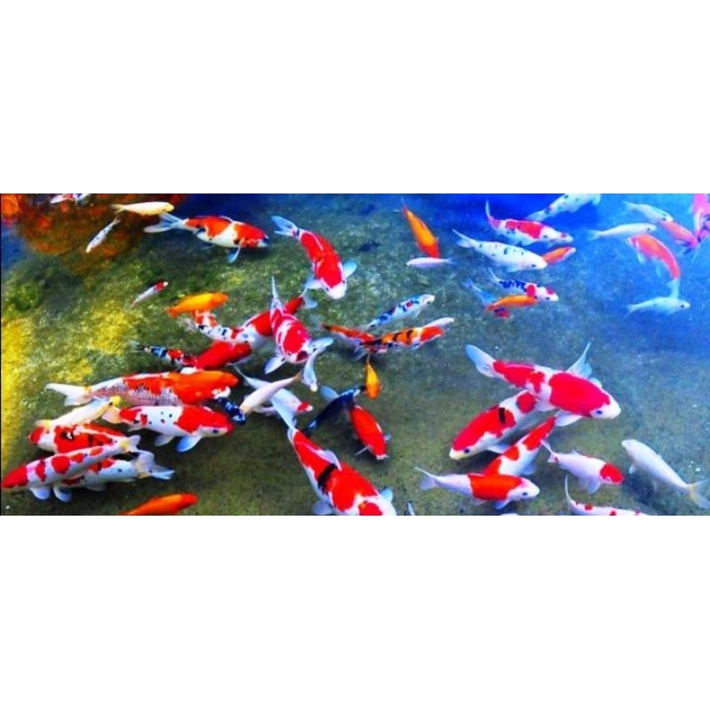 koi 5-7cm paketan 5 ekor