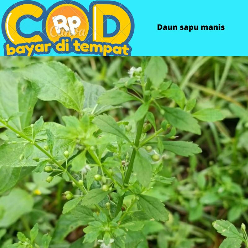 

daun sapu manis grinje seledri Jawa untuk obat herbal 250 gram