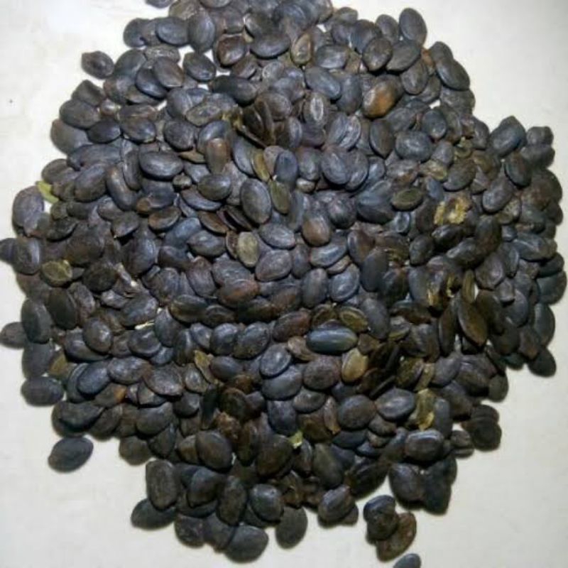 BIJI KALIANDRA MERAH 1KG / BENIH KALIANDRA MERAH / BENIH UNGGUL /Calliandra calothyrsus