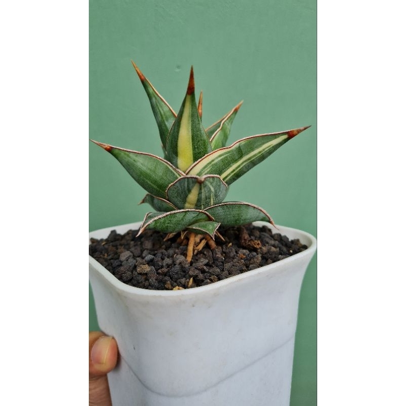 SANSEVIERIA PINGUICULA VARIGATA PUTIH / WHITE VARIEGATED