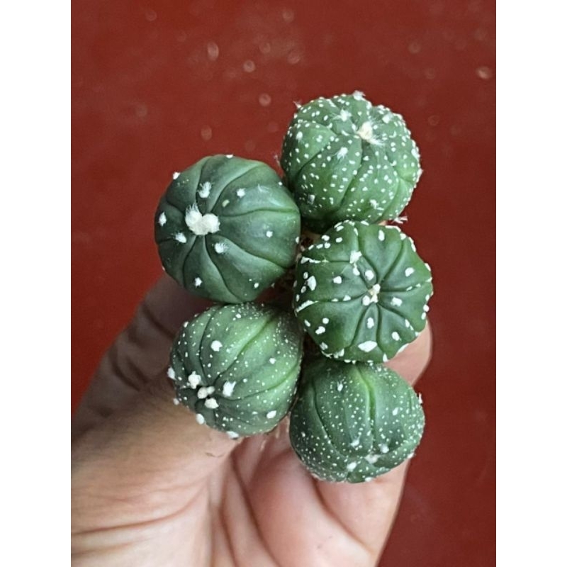 Kaktus Astro Astrophytum Nudum Asterias Kabuto