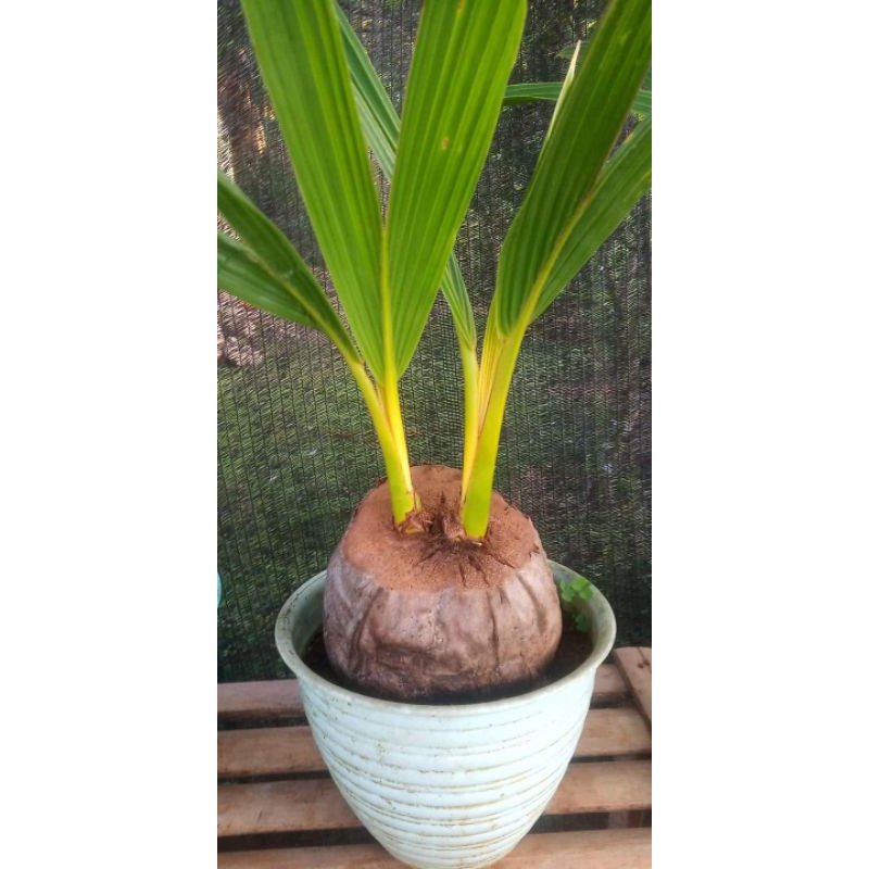 Bonsai kelapa kembar