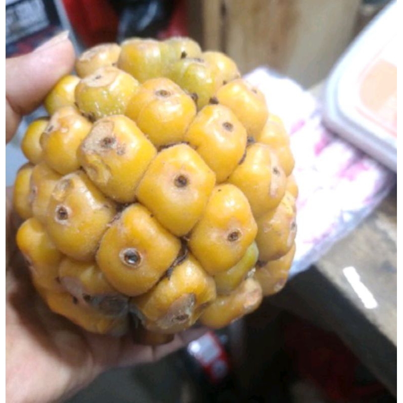 

Buah Kecombrang / Cikala / Patikala Fresh