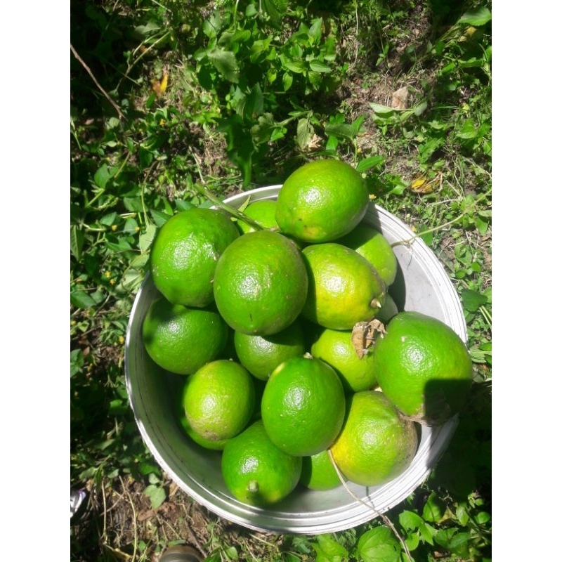 

Lemon california hijau 1kg -segar mantap