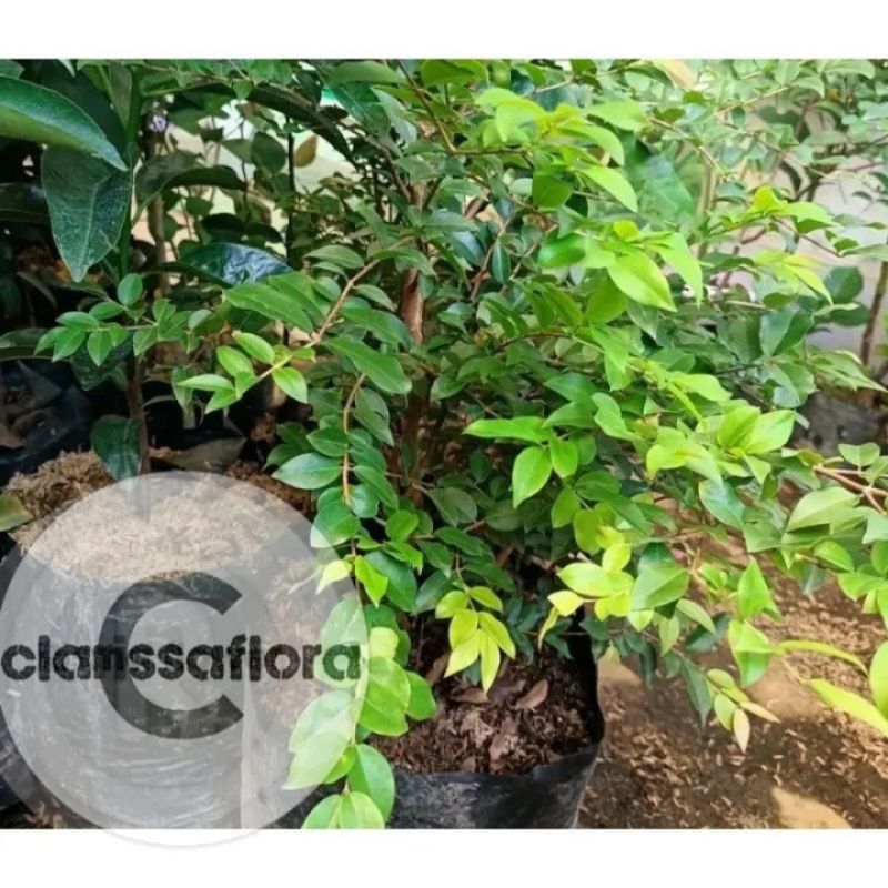 Promo pohon Anggur Brazil siap bonsai / bonsai Anggur Brazil / bahan bonsai