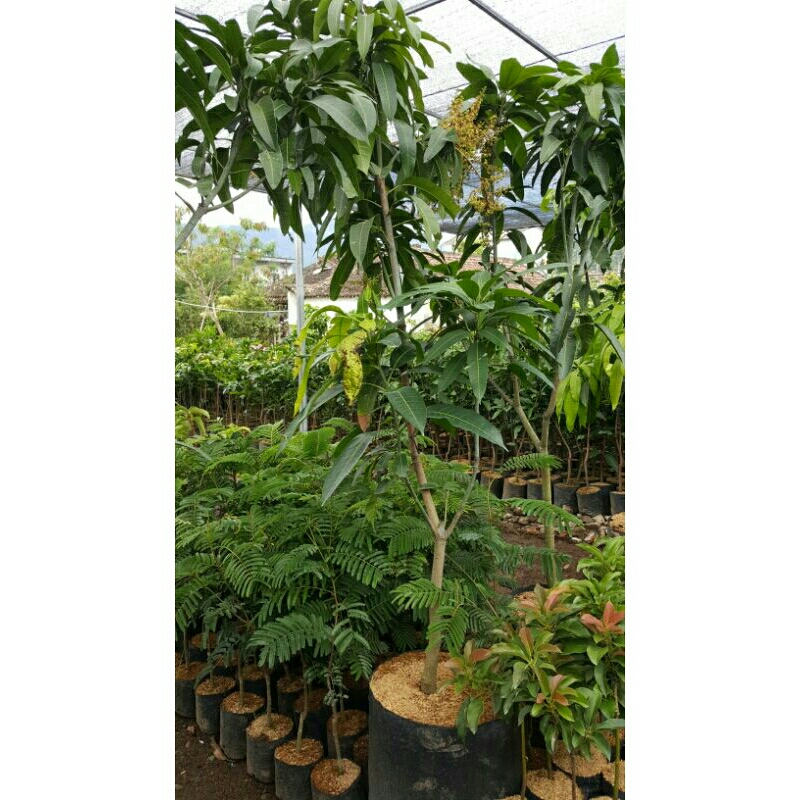 paket tabulampot