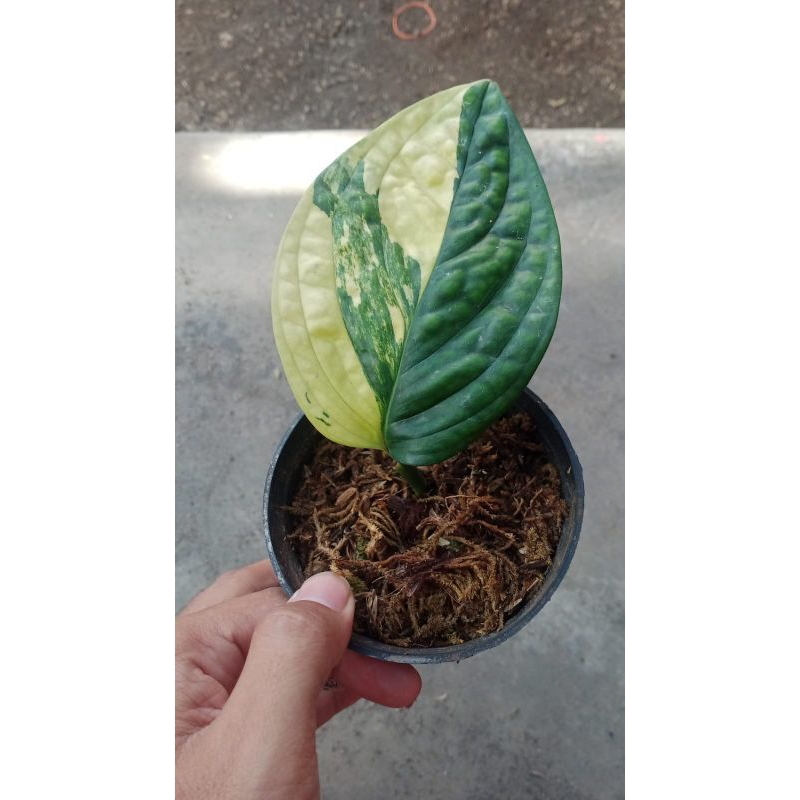 Tanaman hias bunga karstenianum variegata/sirih badak variegata/