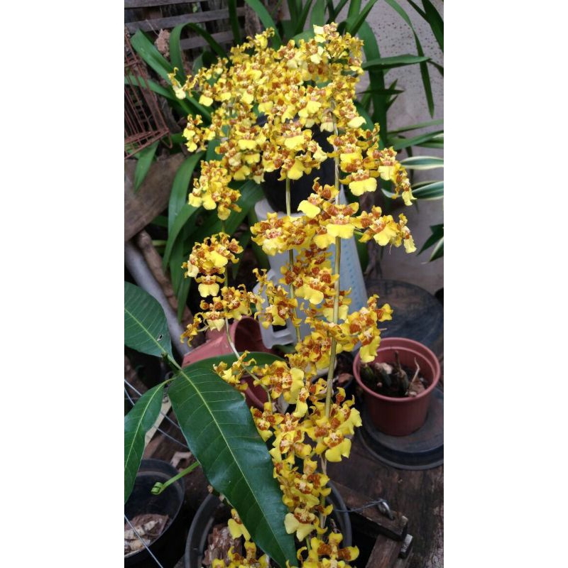 oncidium sphacelatum dewasa
