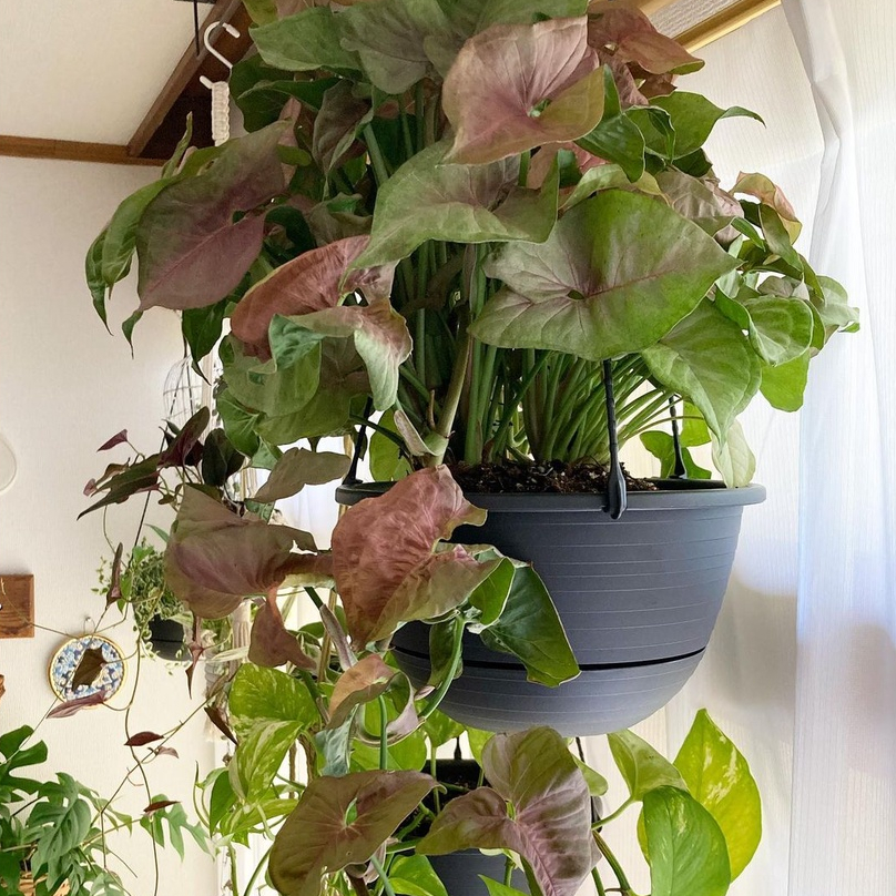 Syngonium HARGA MURAH BISA COD // Syngonium Pink Spot / PInk Splash / Varigata Yellow /Tanaman Hias 