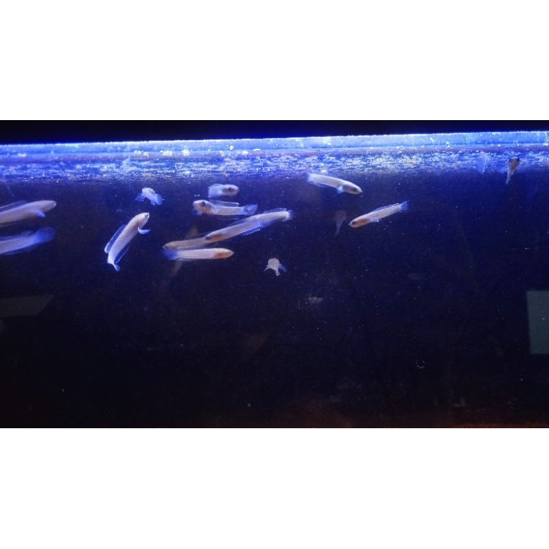 channa limbata cb lokal jember