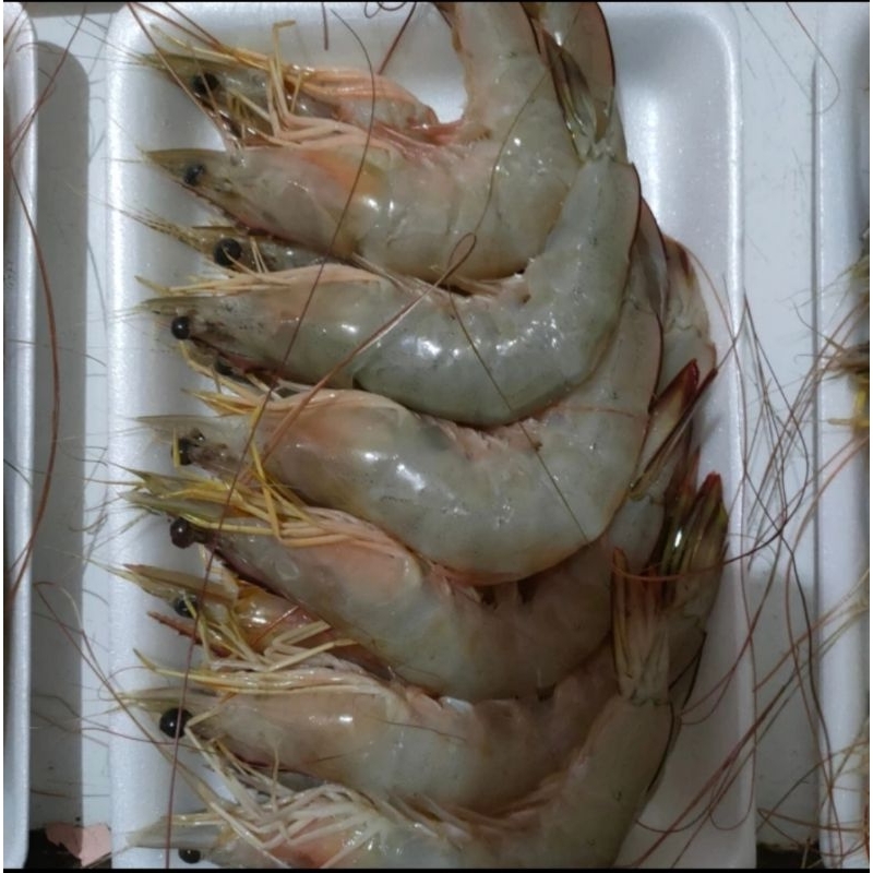 Udang Jerbung Laut Size 15/20