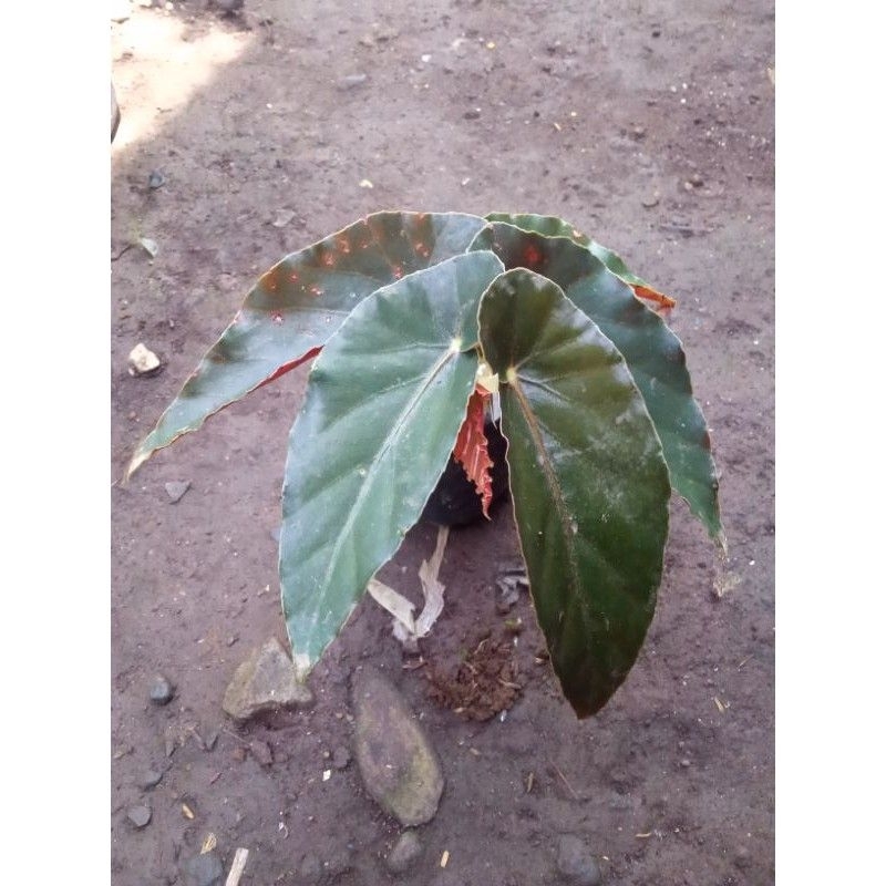 Tanaman hias begonia api