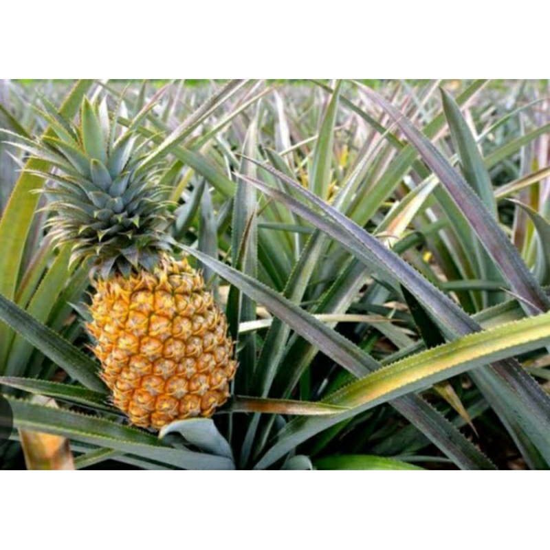 

nanas madu khas Riau Dumai