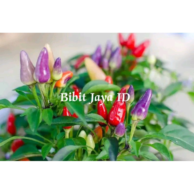 Bibit Tanaman Hias Cabe / Cabai / Lombok Pelangi Super