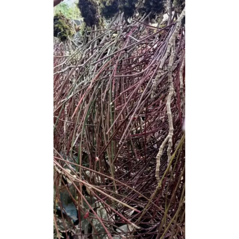 Hoya spartiodes/tanaman hoya/hoya/tanaman hias/tanaman murah