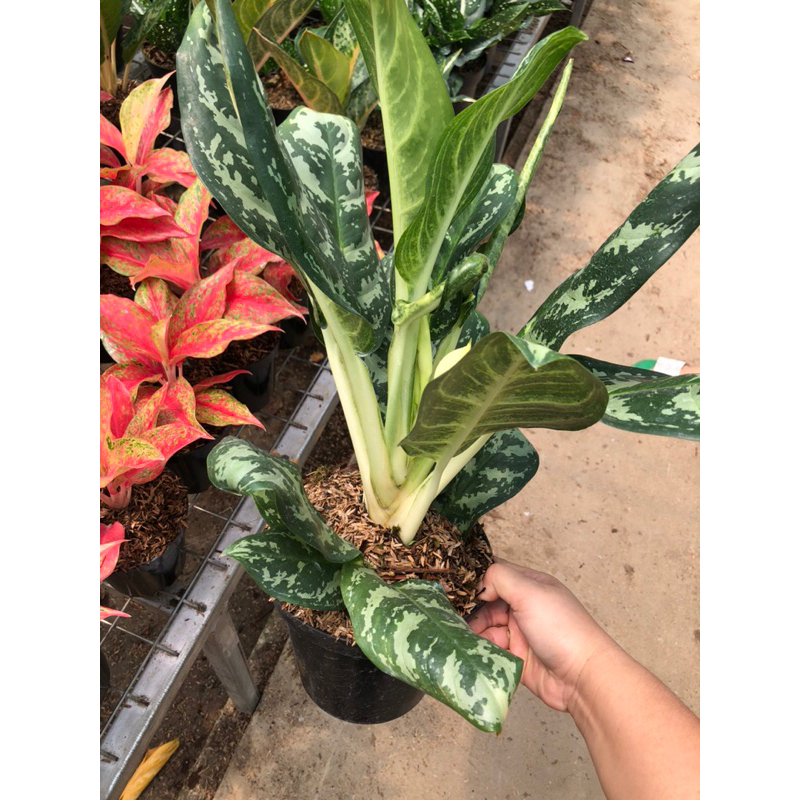 Aglaonema green Anara