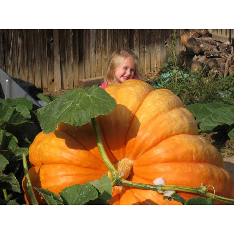 Benih Bibit Biji - Dill's Atlantic Giant Pumpkin Labu Raksasa Cucurbita maxima Seeds