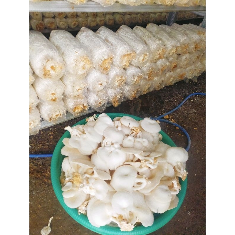 

Jamur Tiram || hasil budidaya fresh