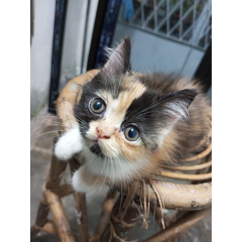 Kucing Persia Kitten Anak Flatnose Palembang
