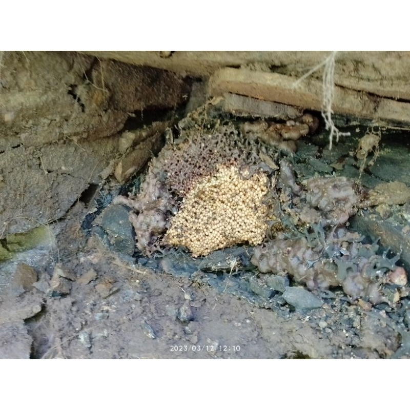 

telur calon ratu klanceng Leviceps Galo Galo/ teuweul/kele kele