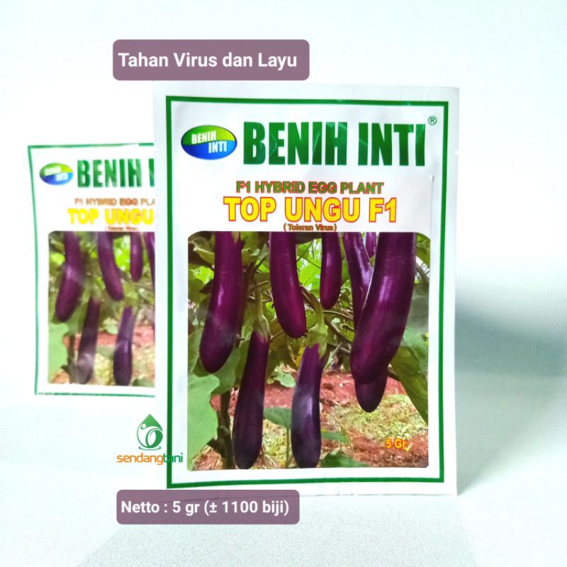 Terong TOP UNGU F1 Benih Bibit Terong Tahan Bulai dari Benih Inti