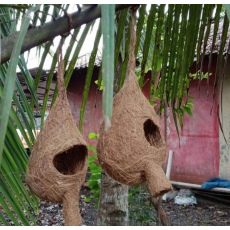 glodok sarang burung serabut kelapa ukuran besar gantung