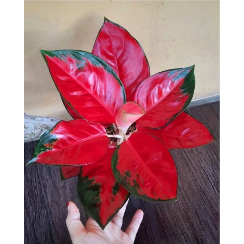 AGLONEMA SUKSOM JAIPONG CULTURE - BUNGA AGLONEMA SUKSOM KULTURE - AGLONEMA MERAH MURAH - AGLONEMA AG