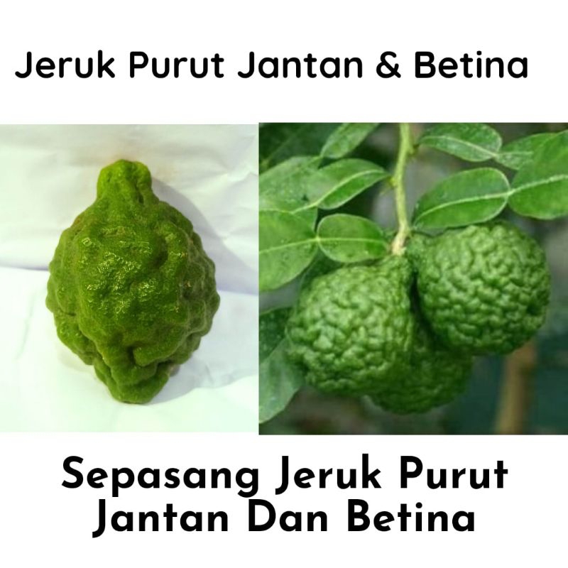

Jeruk Purut Ute Pangir Jantan Betina Sepasang