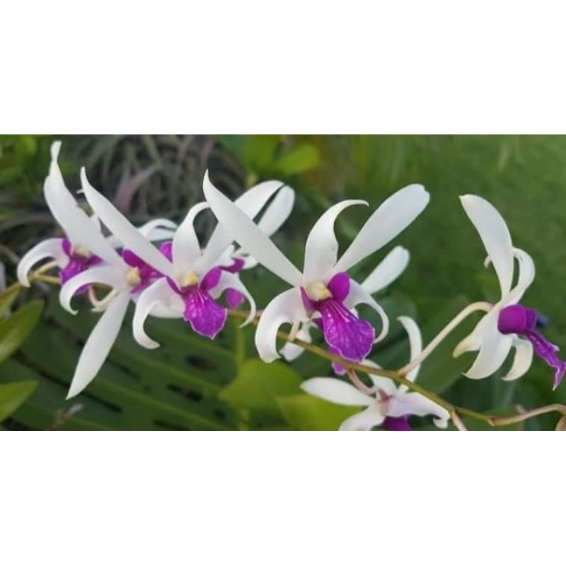 Dendrobium import mesagnil