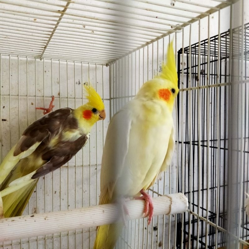 Falk indukan Pied cinnamon x Lutino MH