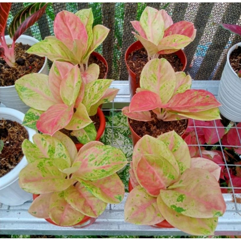 Aglonema emerald mutasi