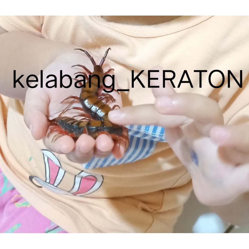 Kelabang BESAR Praktis Murah Banget,,minimal 10 EKOR