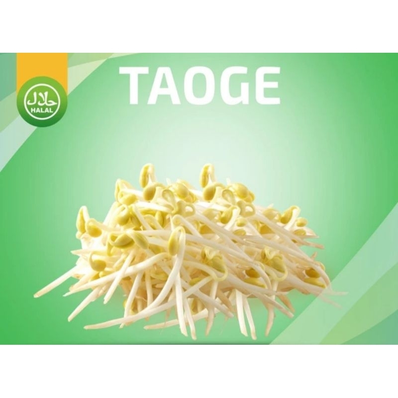 

Tauge / Cambah Panjang 500 gr