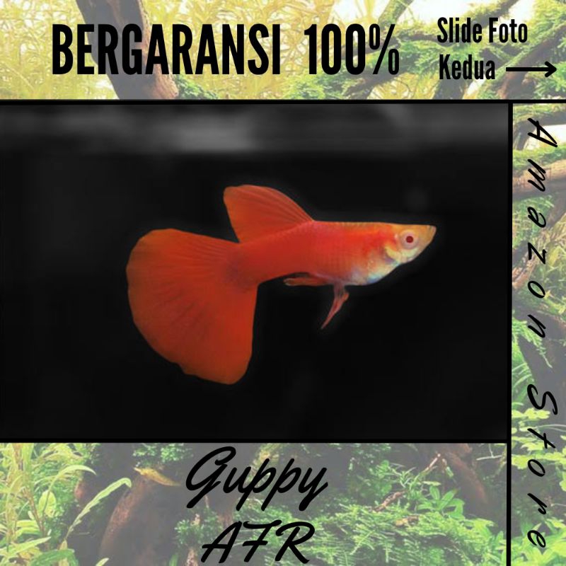 Ikan Guppy AFR