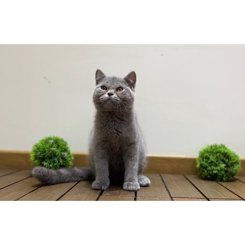 kucing british shorthair blue