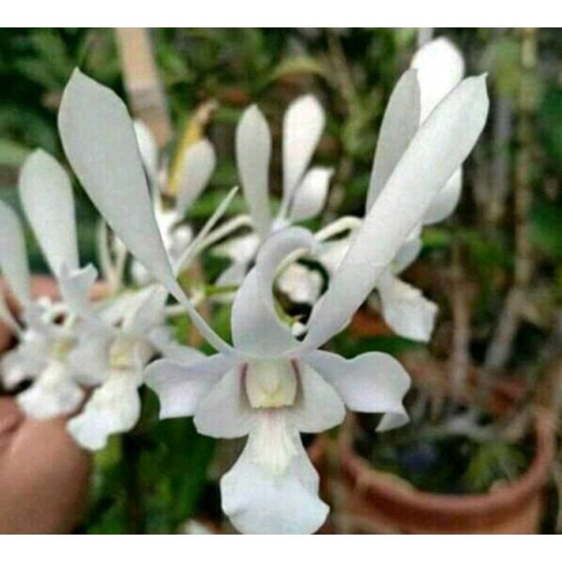 tanaman hias anggrek dendrobium  capung jawa sudah dewasa