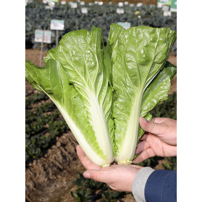 Benih Bibit Biji - Four Seasons Cream Cabbage Sayur Kubis Krim China Empat Musim Seeds - IMPORT