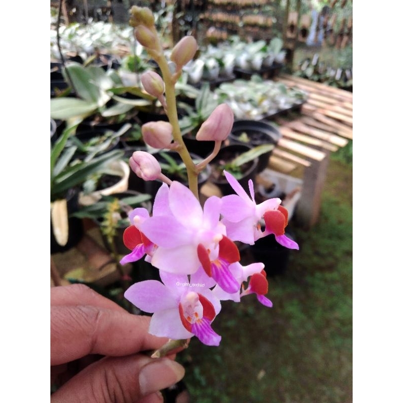 phalaenopsis pulcherrima/doritis
