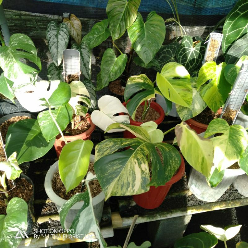 Monstera Marmorata/aurea/variegata yellow/var kuning