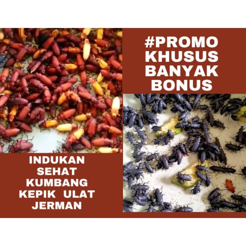 PAKET HEMAT KUMBANG JERMAN/KEPIK JERMAN 175+40 pcs