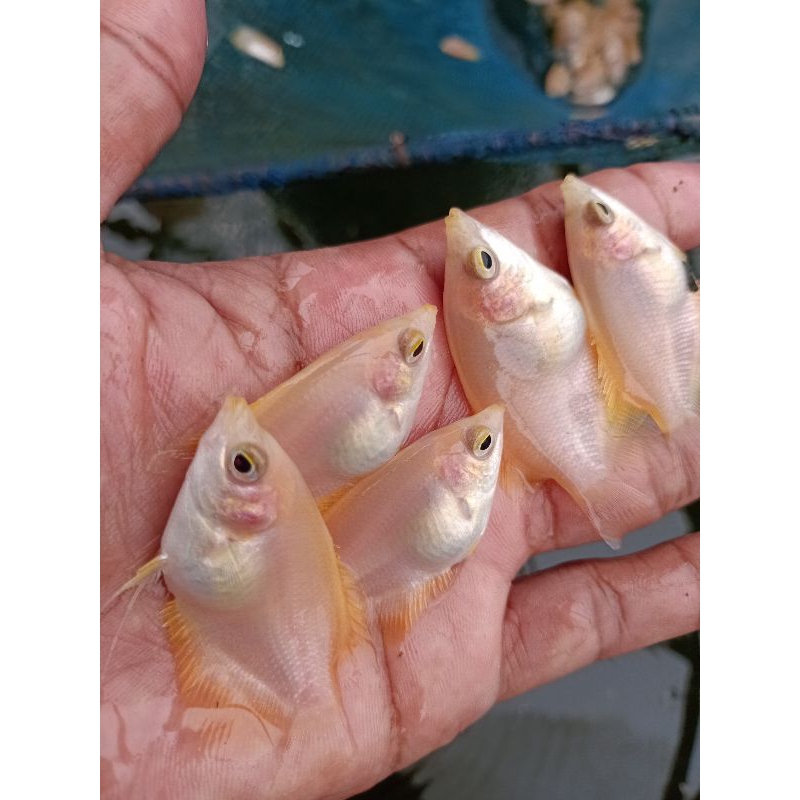 gurame Padang nguku jempol paket 30 ekor