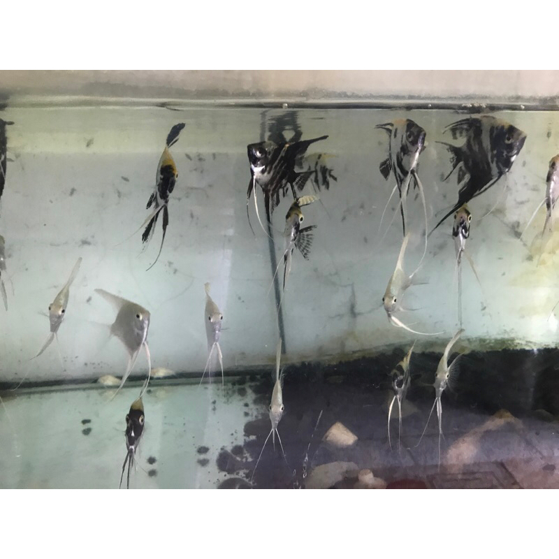 ikan hias Manfish/Layang layang size m