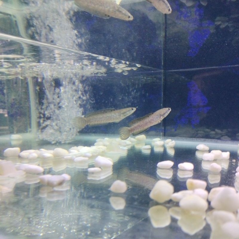 blue pulchra chana blue pulcra 8-10cm