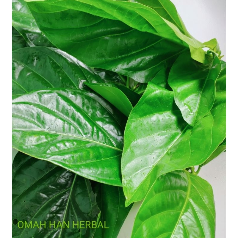 

DAUN MENGKUDUMUDA/DAUNPACE MUDA 800GRAM