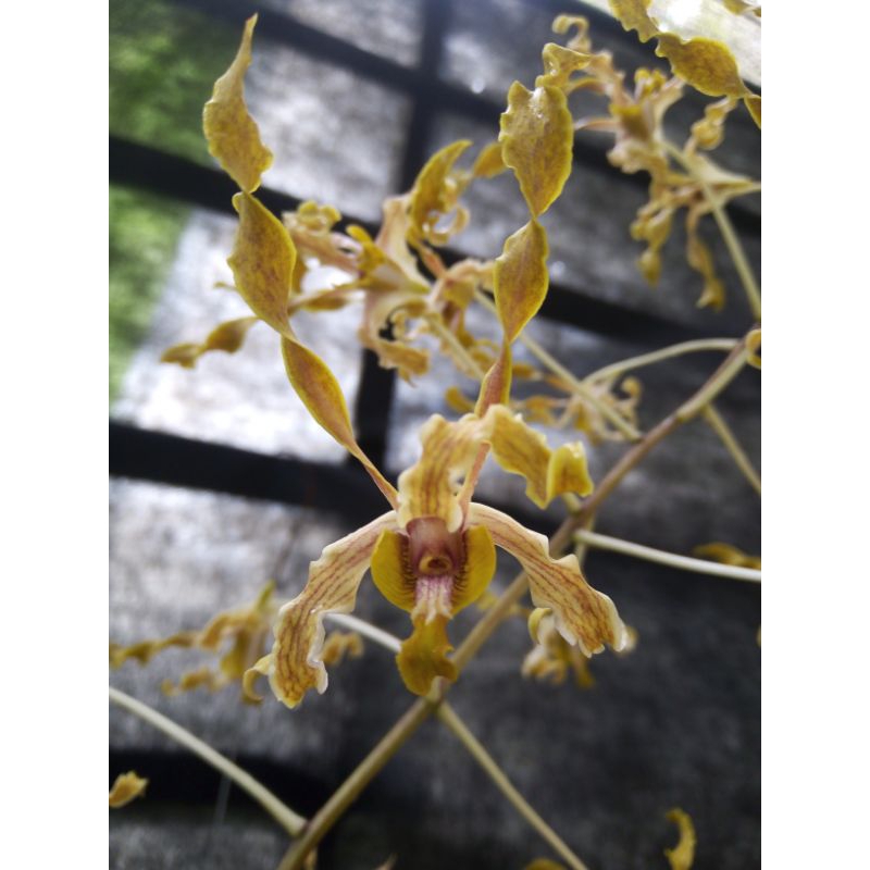 Dendro Discolor Tanimbar