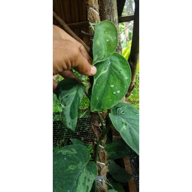 scindapsus Jade satin varigata mejile sp sumtra (naroww)