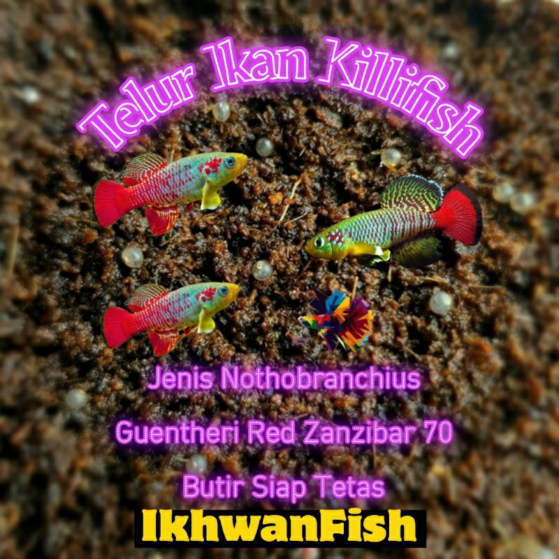 Telur Killifish Guentheri Red 70 Butir Siap Tetas